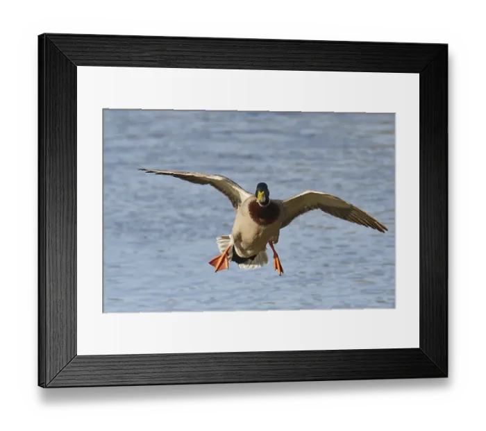 Framed Print : Mallard drake in flight. Male mallard in flight Framed Print : Mallard drake in flight. Male mallard in flight