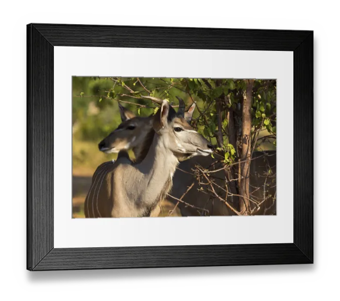 Framed Print : Kudus feeding in Chobe National Park in Botswana Framed Print : Kudus feeding in Chobe National Park in Botswana