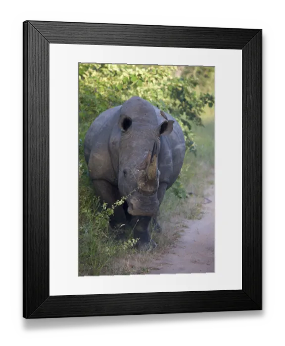 Framed Print : Rhino on the road Framed Print : Rhino on the road