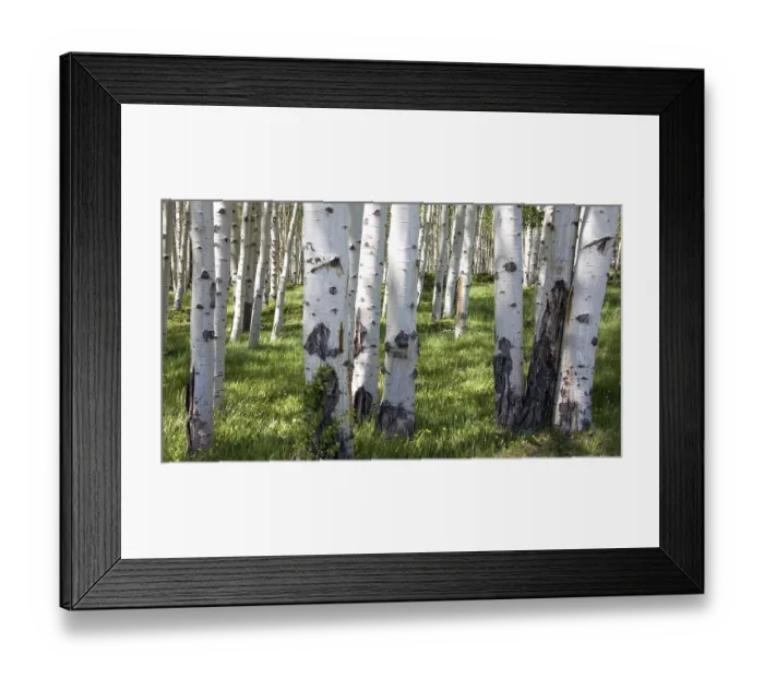 Framed Print : Birkenwaldpanorama