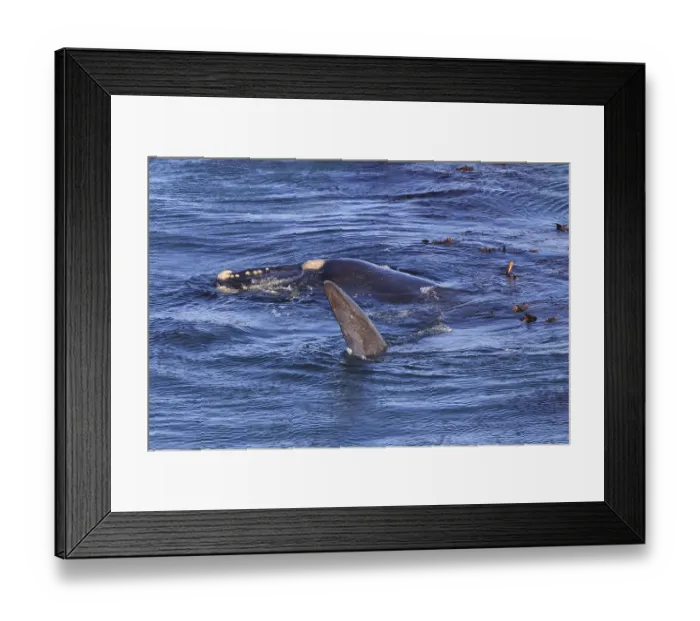 Framed Print : Southern right whale Framed Print : Southern right whale