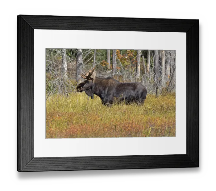 Framed Print : Bull moose in Algonquin Provincial Park in Canada Framed Print : Bull moose in Algonquin Provincial Park in Canada