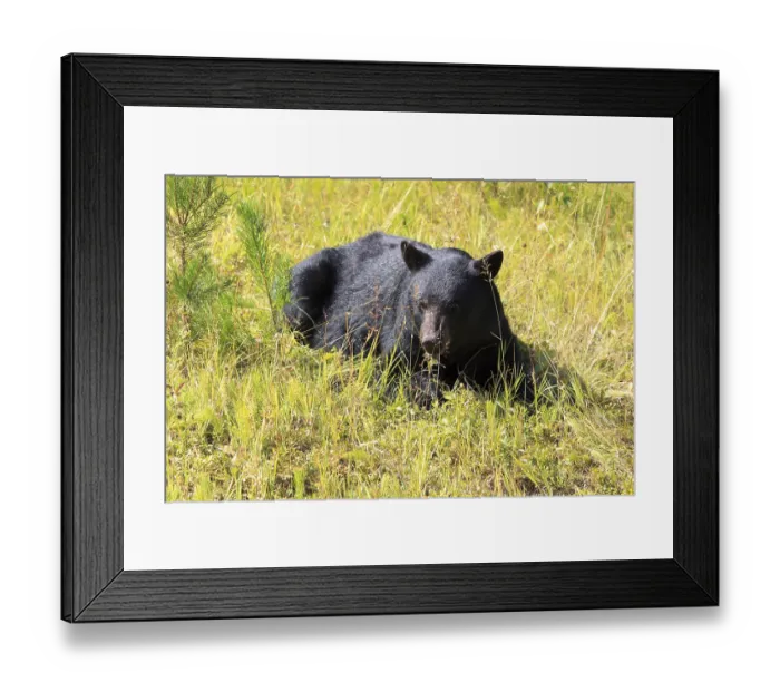 Framed Print : American Black Bear in Yoho National Park in British Columbia Framed Print : American Black Bear in Yoho National Park in British Columbia