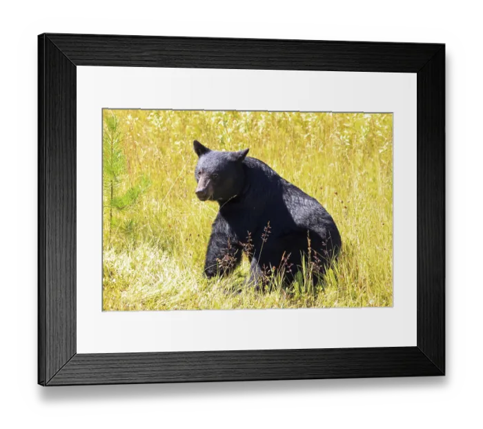 Framed Print : American Black Bear in Yoho National Park in British Columbia Framed Print : American Black Bear in Yoho National Park in British Columbia