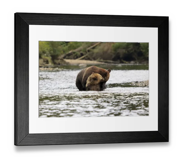 Framed Print : Grizzlies in Knight Inlet in Canada
