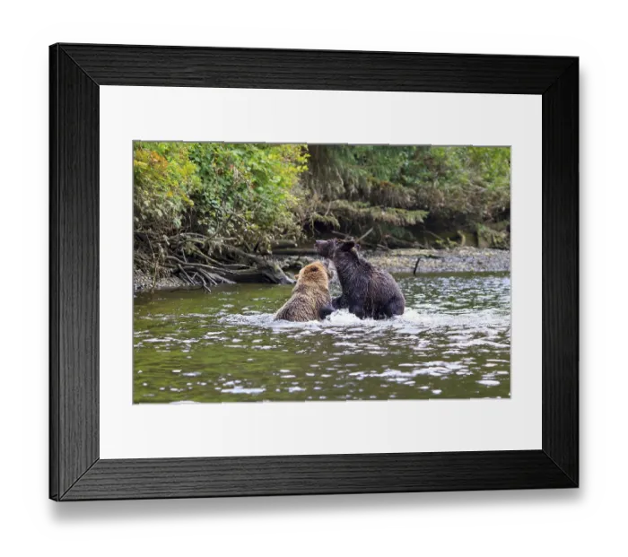 Framed Print : Grizzlies in Knight Inlet in Canada