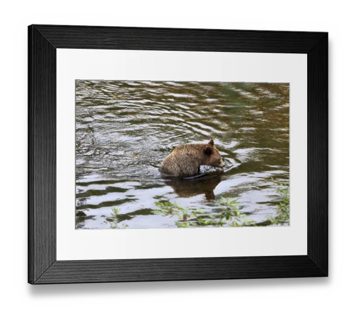 Framed Print : Grizzly bear in Knight Inlet in Canada Framed Print : Grizzly bear in Knight Inlet in Canada