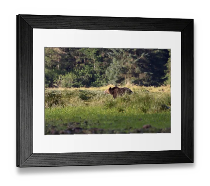 Framed Print : Grizzly bear in Knight Inlet in Canada Framed Print : Grizzly bear in Knight Inlet in Canada