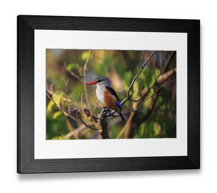 Framed Print : Graukopfliest Framed Print : Graukopfliest