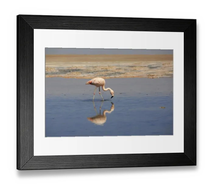 Framed Print : Flamingo in the Laguna Chaxa in Chile