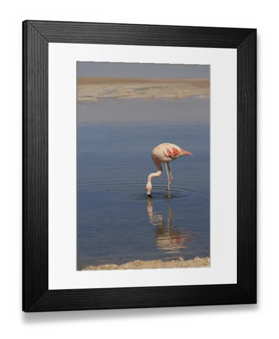 Framed Print : Flamingo in the Laguna Chaxa in Chile