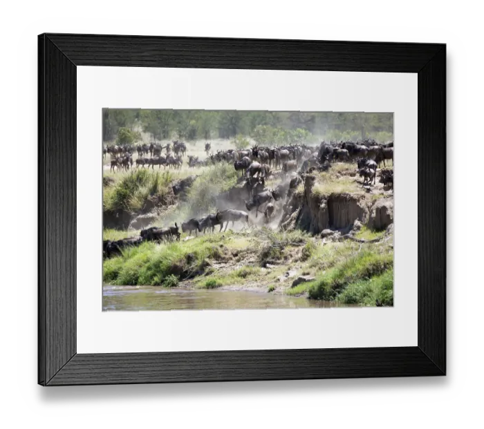 Framed Print : A herd of wildebeest crossing the Mara River in Tanzania Framed Print : A herd of wildebeest crossing the Mara River in Tanzania