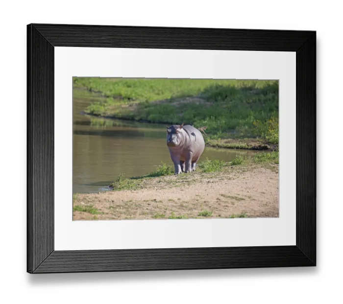 Framed Print : Hippo at a waterhole in the Kruger National Park in South Africa