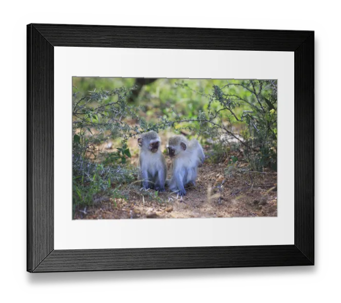 Framed Print : Vervet monkey children in the Kruger National Park in South Africa