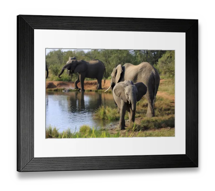 Framed Print : Herd of elephants drinking at the waterhole Framed Print : Herd of elephants drinking at the waterhole
