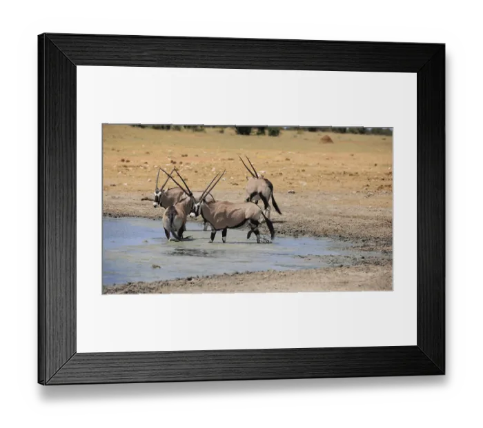 Framed Print : Oryx antelopes drinking at a waterhole in Etosha National Park in Namibia Framed Print : Oryx antelopes drinking at a waterhole in Etosha National Park in Namibia
