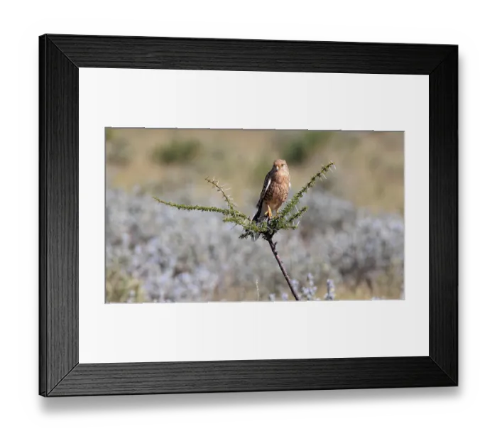 Framed Print : Steppe falcon on a branch in Etosha National Park in Namibia