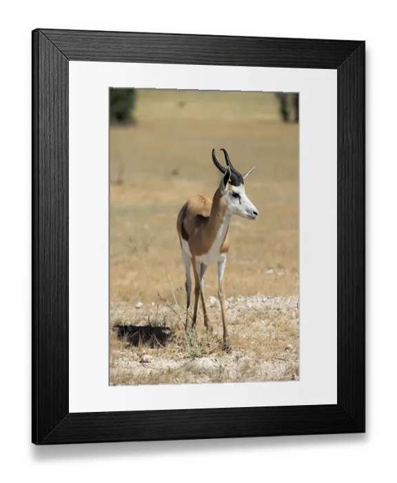 Framed Print : Springbok in Etosha National Park in Namibia Framed Print : Springbok in Etosha National Park in Namibia