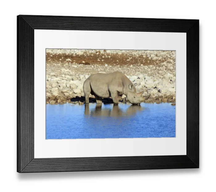 Framed Print : Black rhino drinking in a waterhole
