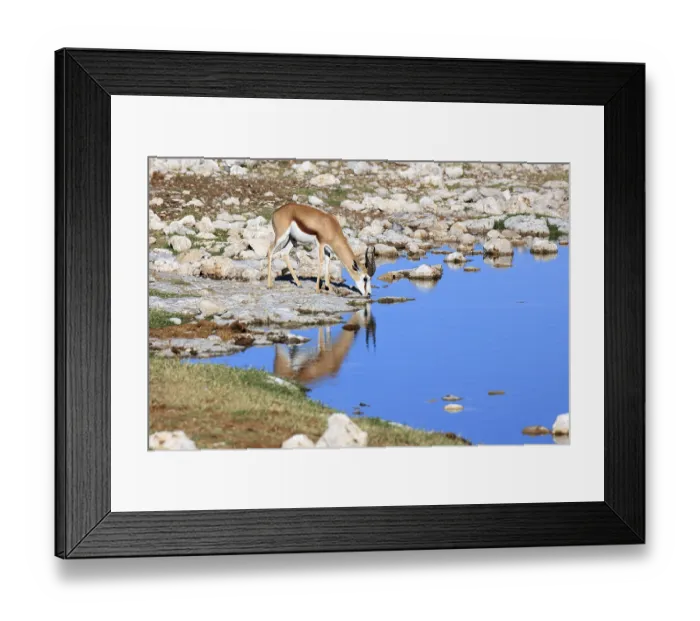 Framed Print : Springbok drinking at a waterhole in Etosha National Park in Namibia