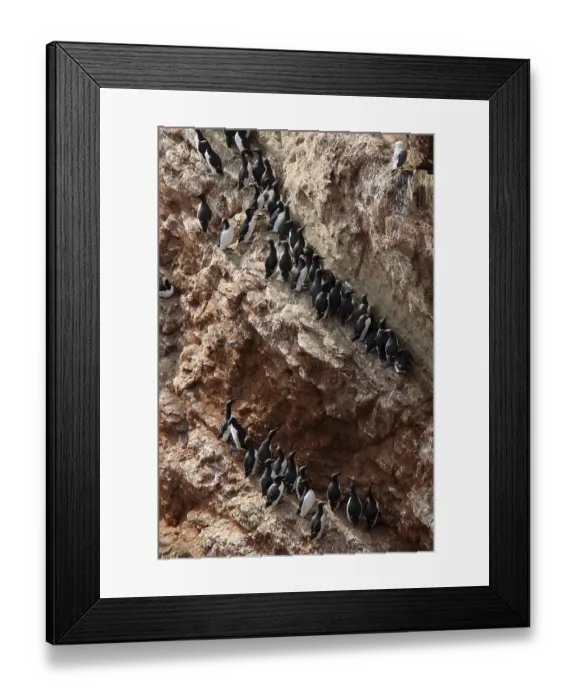Framed Print : Guillemots on Heligoland Framed Print : Guillemots on Heligoland