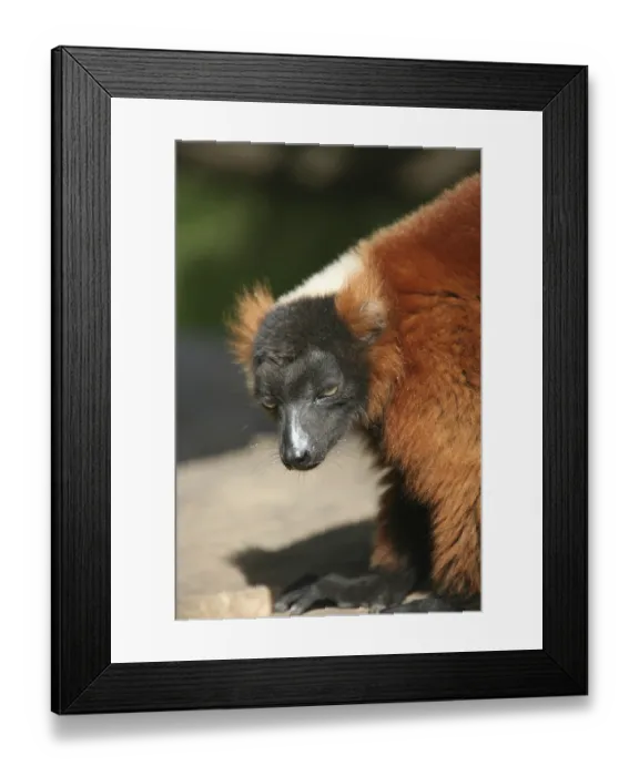 Framed Print : These rare lemurs can only (still) be found in Madagascar Framed Print : These rare lemurs can only (still) be found in Madagascar