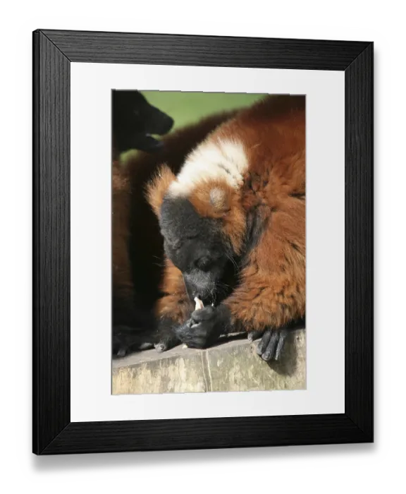 Framed Print : These rare lemurs can only (still) be found in Madagascar