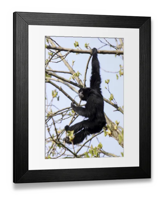 Framed Print : Siamang Framed Print : Siamang