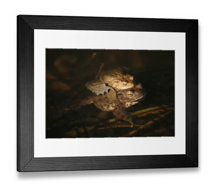 Framed Print : Spawning waters with frogs