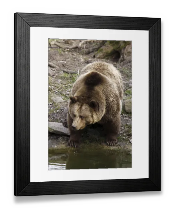 Framed Print : brown bear