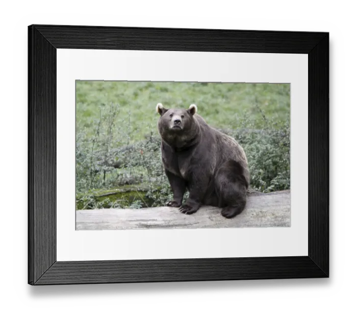 Framed Print : brown bear