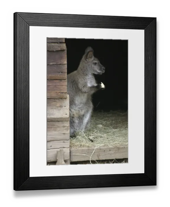 Framed Print : Rotnackenwallaby Framed Print : Rotnackenwallaby