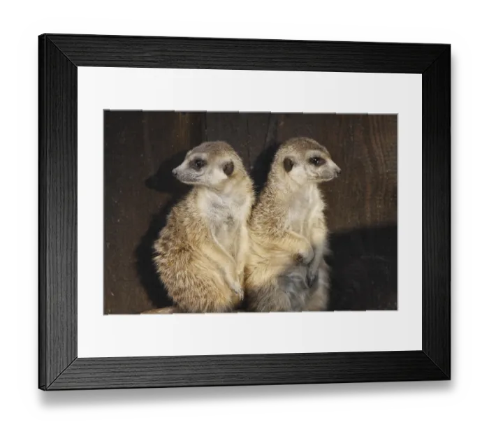 Framed Print : Two meerkats Framed Print : Two meerkats