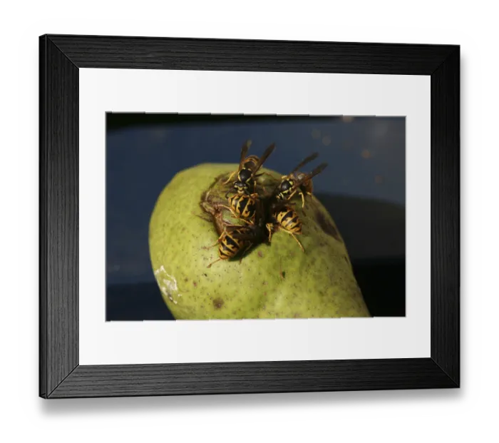 Framed Print : Wasps on (and in) a pear that has fallen from a tree