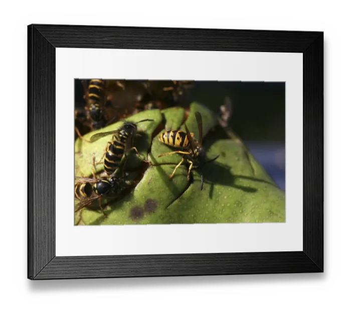 Framed Print : Wasps on (and in) a pear that has fallen from a tree