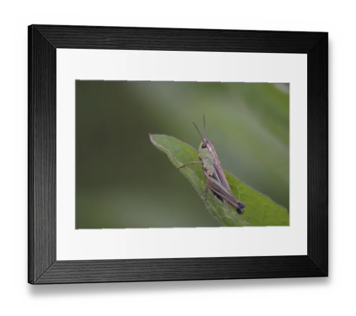Framed Print : Grasshopper on a leaf