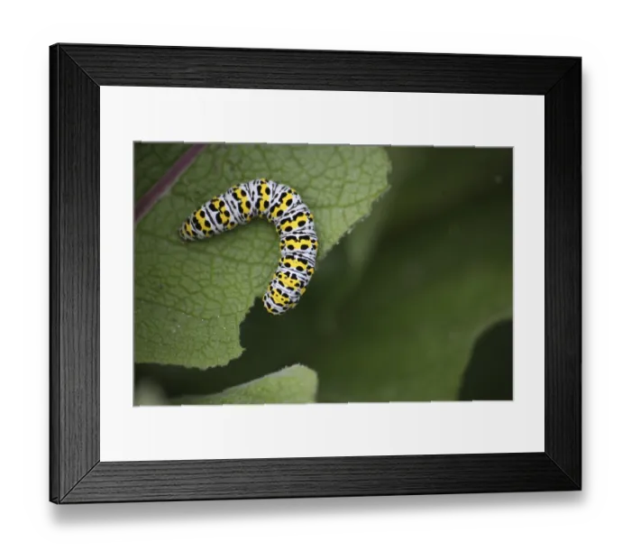Framed Print : Caterpillar of the mullein monk Framed Print : Caterpillar of the mullein monk