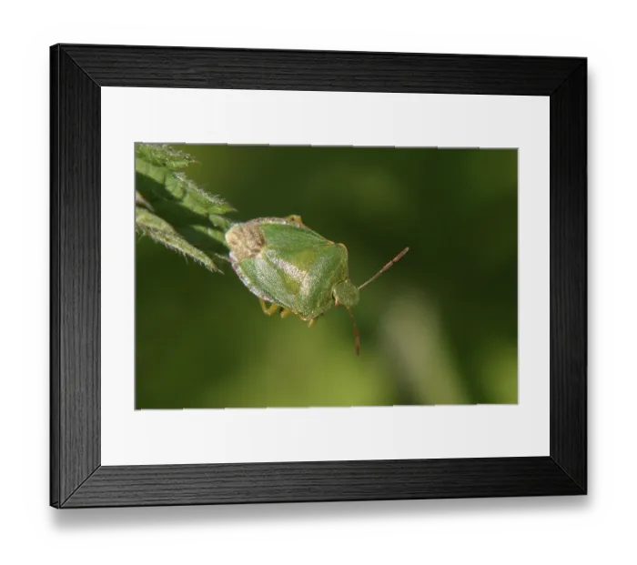 Framed Print : Green shield bug (Palomena prasina) on a leaf tip