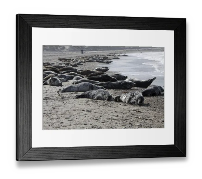Framed Print : Grey seals