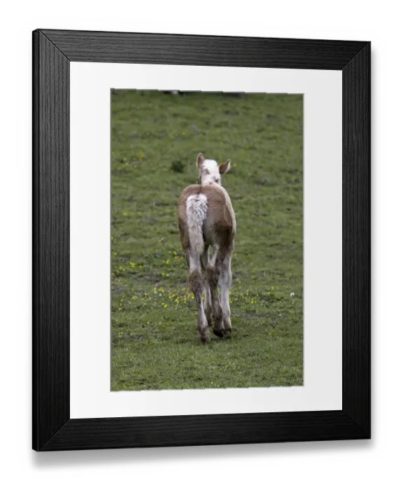 Framed Print : Jutland cold-blooded horse Framed Print : Jutland cold-blooded horse