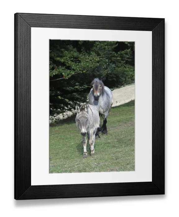 Framed Print : Coldblood and donkey on a pasture