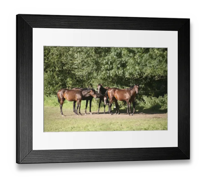 Framed Print : Trakehner in a paddock Framed Print : Trakehner in a paddock