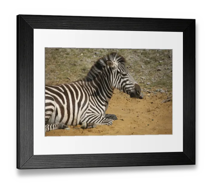 Framed Print : Grant or Bohemian zebra Framed Print : Grant or Bohemian zebra