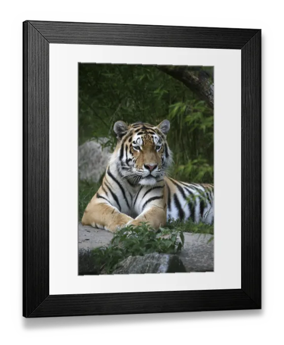 Framed Print : Siberian tiger