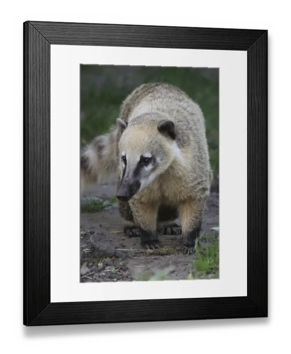 Framed Print : South American coati