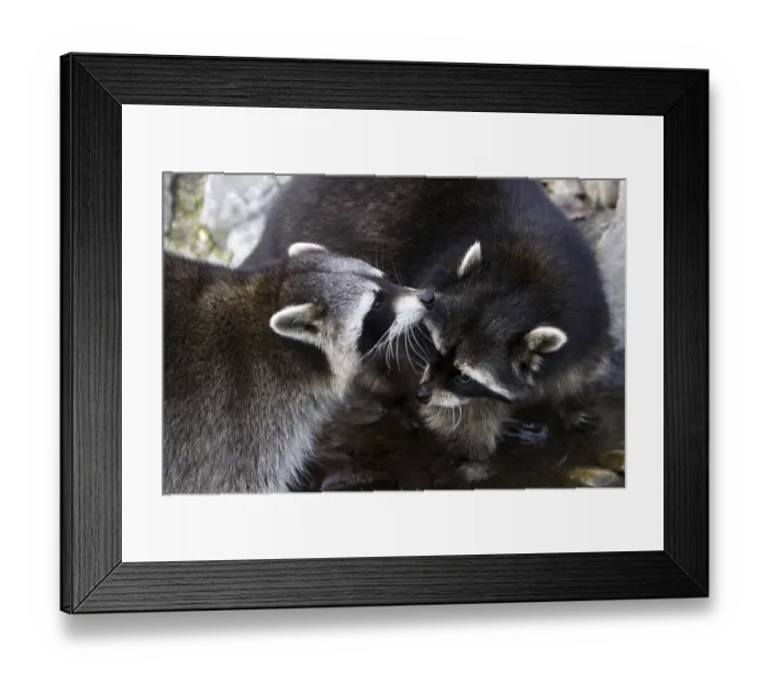 Framed Print : Raccoons