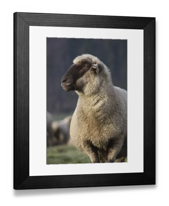 Framed Print : Black-headed meat sheep Framed Print : Black-headed meat sheep