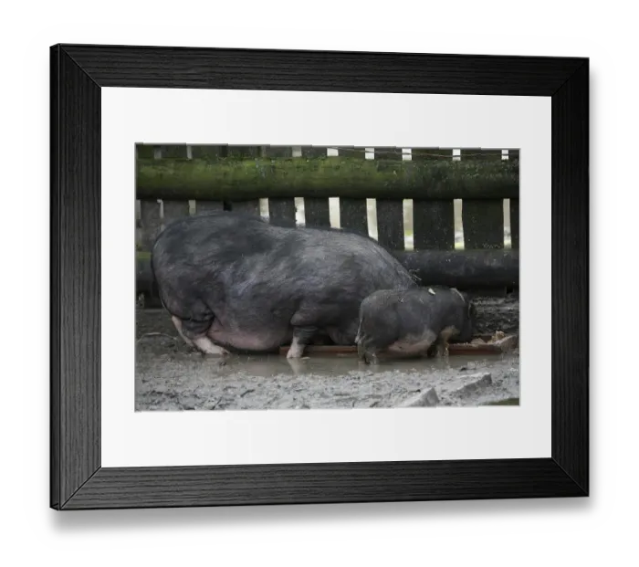 Framed Print : Pot-bellied pigs at the feeding trough
