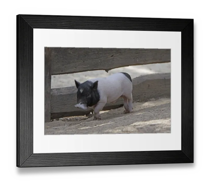 Framed Print : Piglet