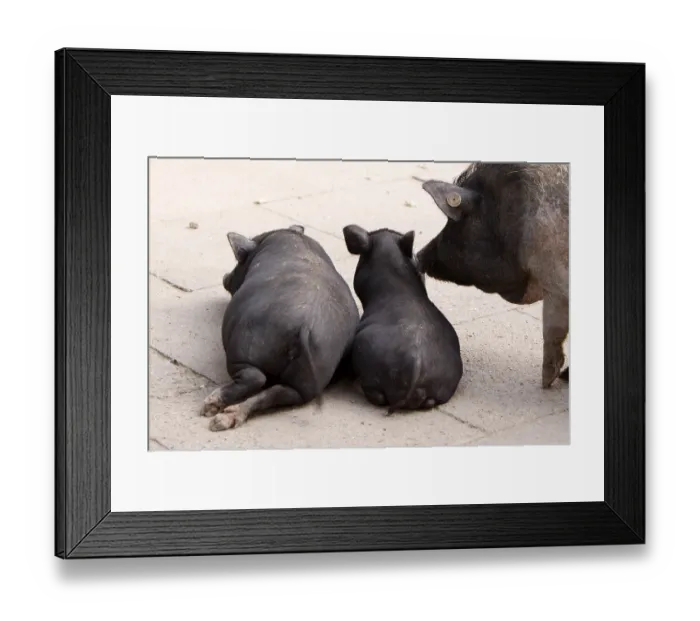 Framed Print : Lying pigs from behind